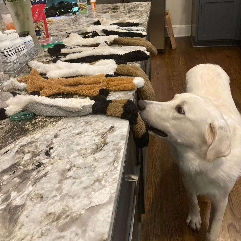 Squeaky Plush Dog Toy