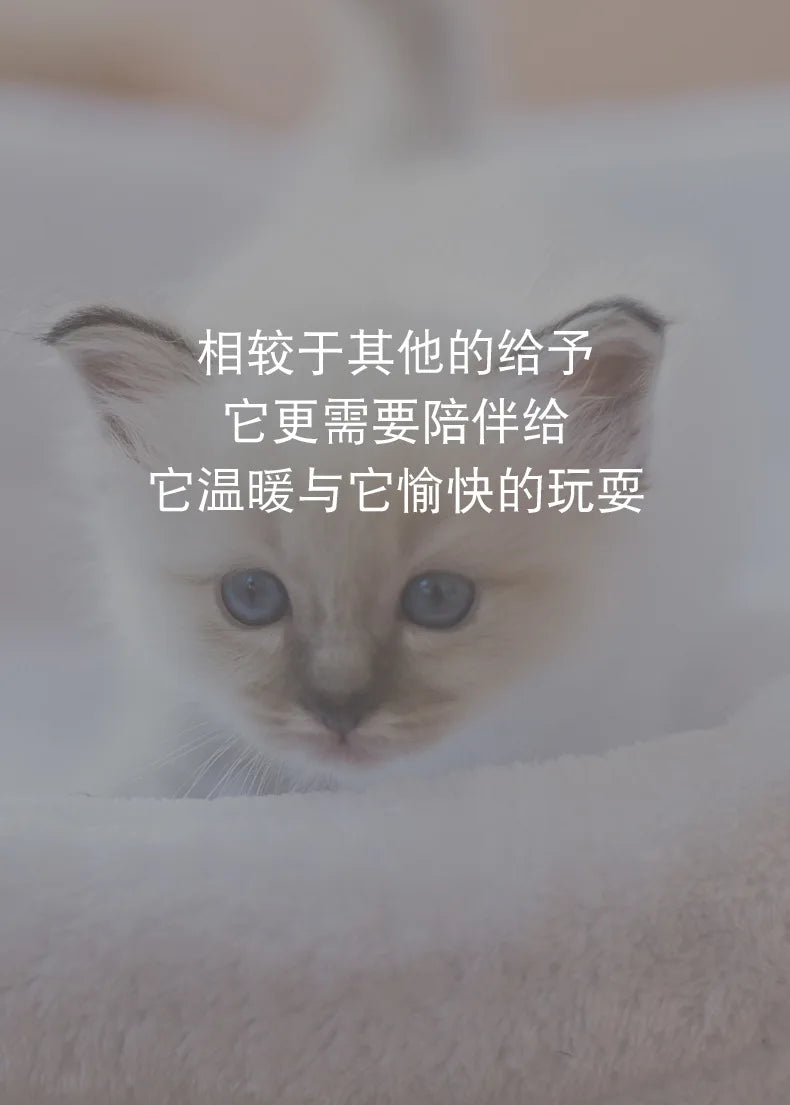 Mini Electric Bug Cat Toy