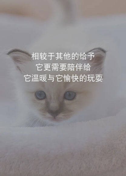 Mini Electric Bug Cat Toy